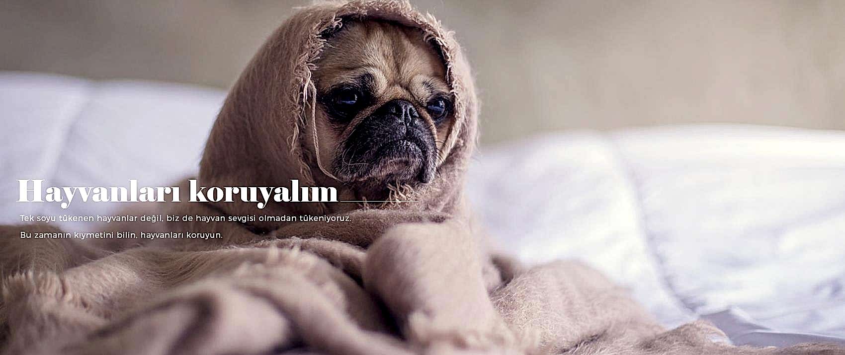 Hayvanları Koruyalım