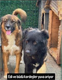 Edi ve büdü yuva ariyor