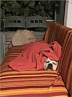 Bugünün tatlı menüsünde semanta  var 